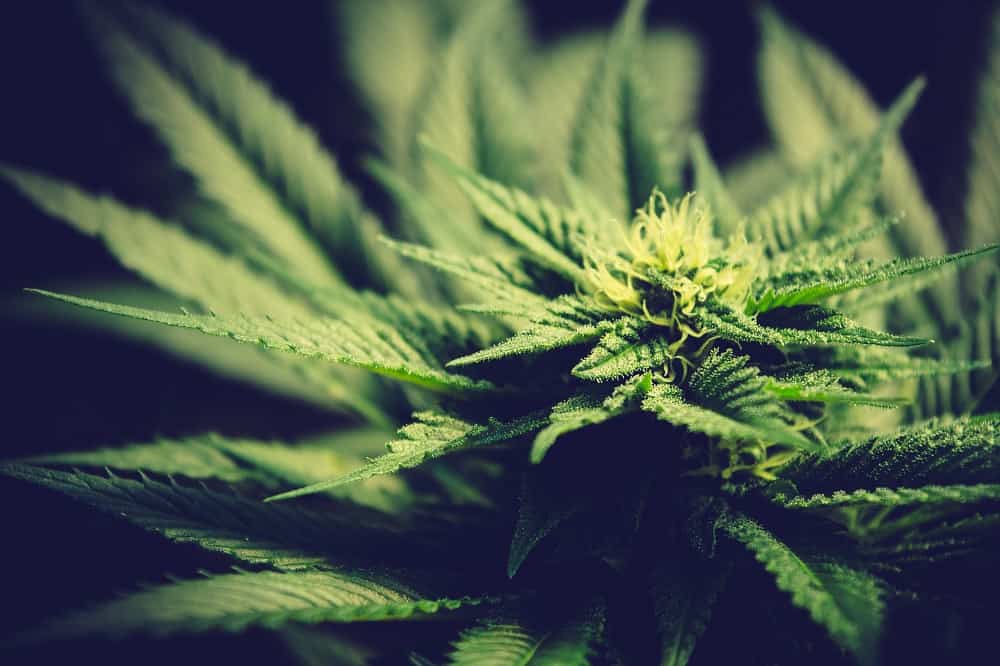marijuana