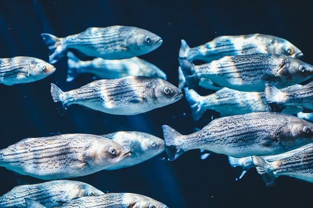 Why Zebrafish Is Used For Addiction Research